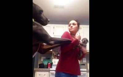 Great Dane Is Not Happy When Mom Holds The New Puppy. He Proceeds To Throw a Hysterical Hissy Fit.