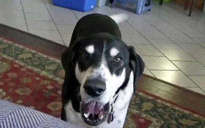 Human Tells His Dog He Got a New Pet From The Pet Store. The Dog Proceeds To Throw a Hysterical Fit.