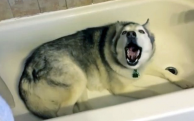 Pup Tells His Mama He Wants To Take a Bath But She Says Nope. He Proceeds To Throw a Hysterical Tantrum.