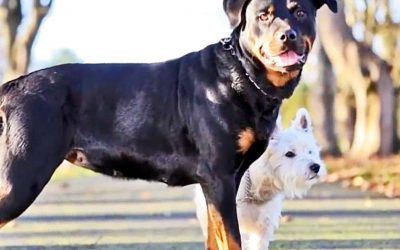 These Dogs Have An Adorable Litter Of Puppies