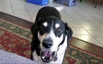 Daddy Tells His Dog He Got a New Pet From The Pet Store. The Dog Proceeds To Throw a Hysterical Fit.