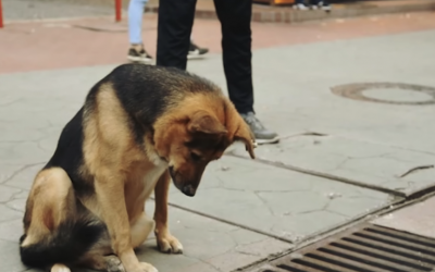 Each Day This Pup Stared Into The Storm Drain.