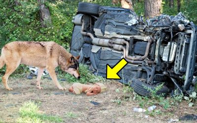 Wolf Finds Baby In The Woods After a Car Accident