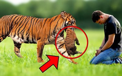 Tiger Brings Her Little Tiger Cubs To This Guy