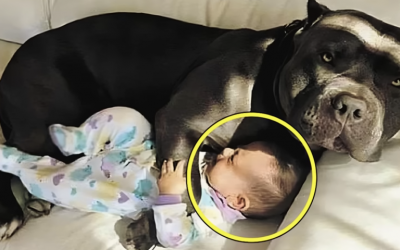 Big Dog Won’t Allow This Baby To Sleep Alone