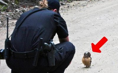 Small Baby Owl Trails Behind Police Officer Seeking Help