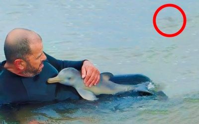 This Guy Rescues a Baby Dolphin